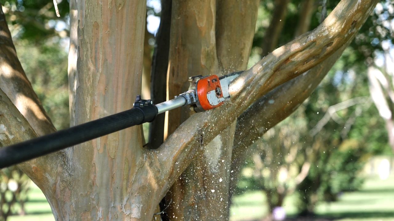 Get it Growing: Use the three-cut method to trim tree branches
